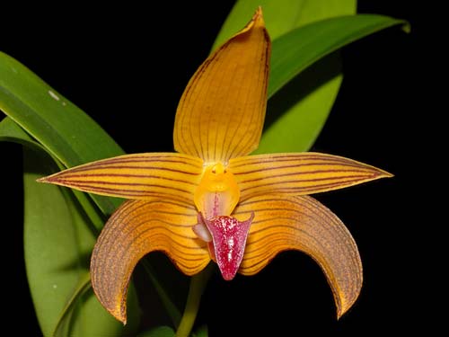 Bulb. claptonense- Blooming size