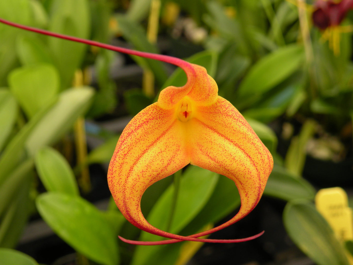 Masd. cassiope- Blooming size