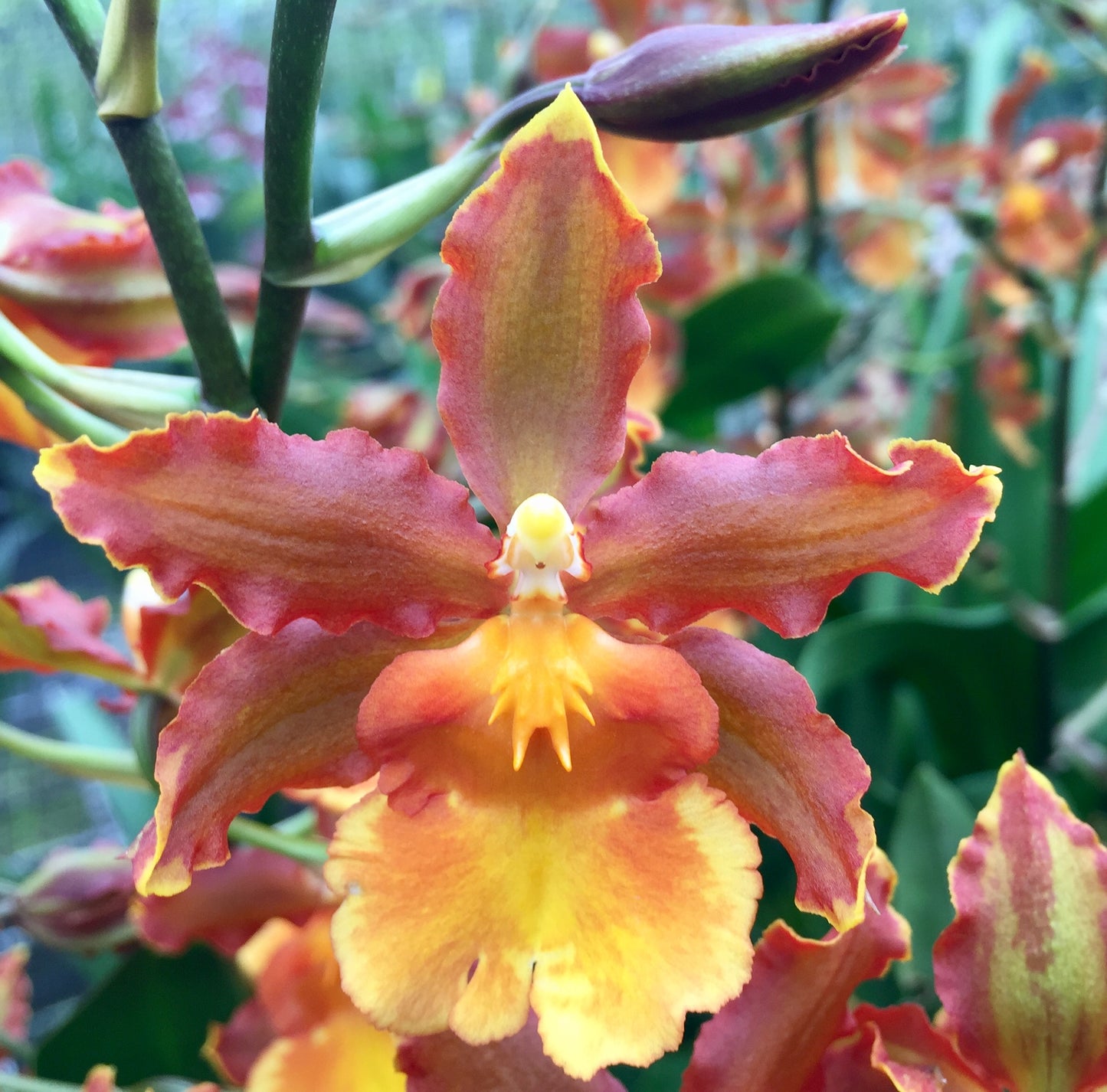 Odcdm. Catatante 'Kilauea Karma'