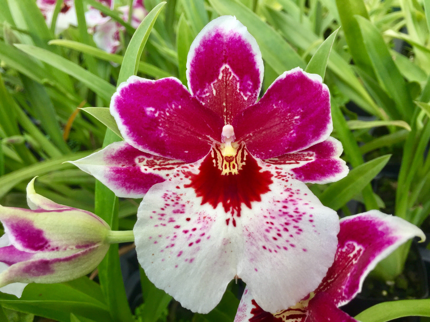 Odtna. Claire 'Big Girl'- Blooming size