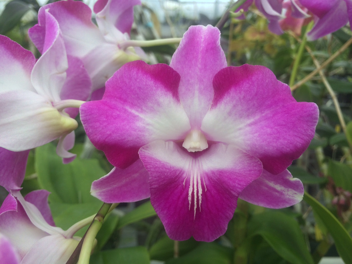 Den. Classic Dragon