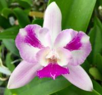 Ctna. Ethel's Paradise 'In Kalapana'