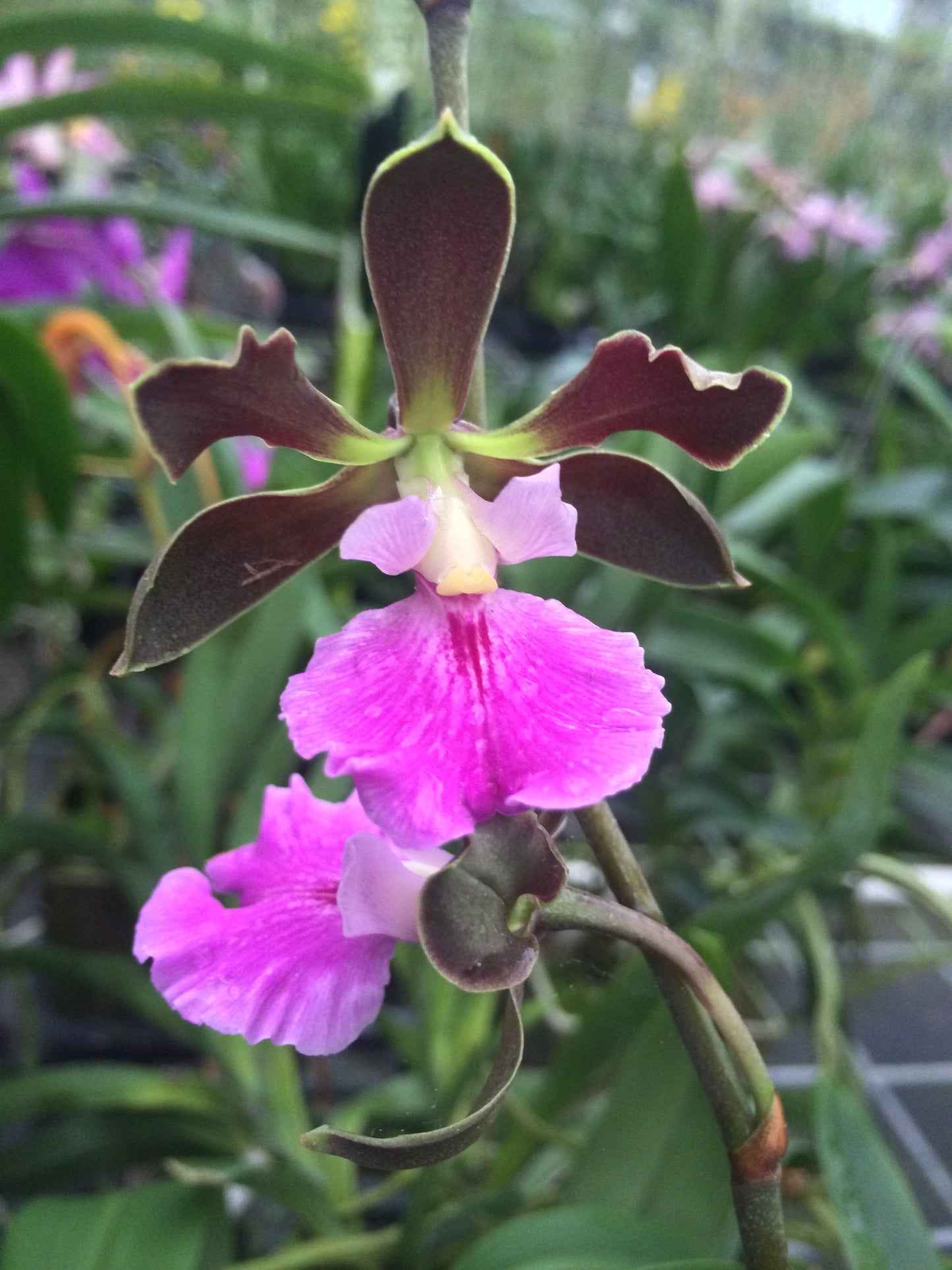 Encyclia cordigera x cordigera