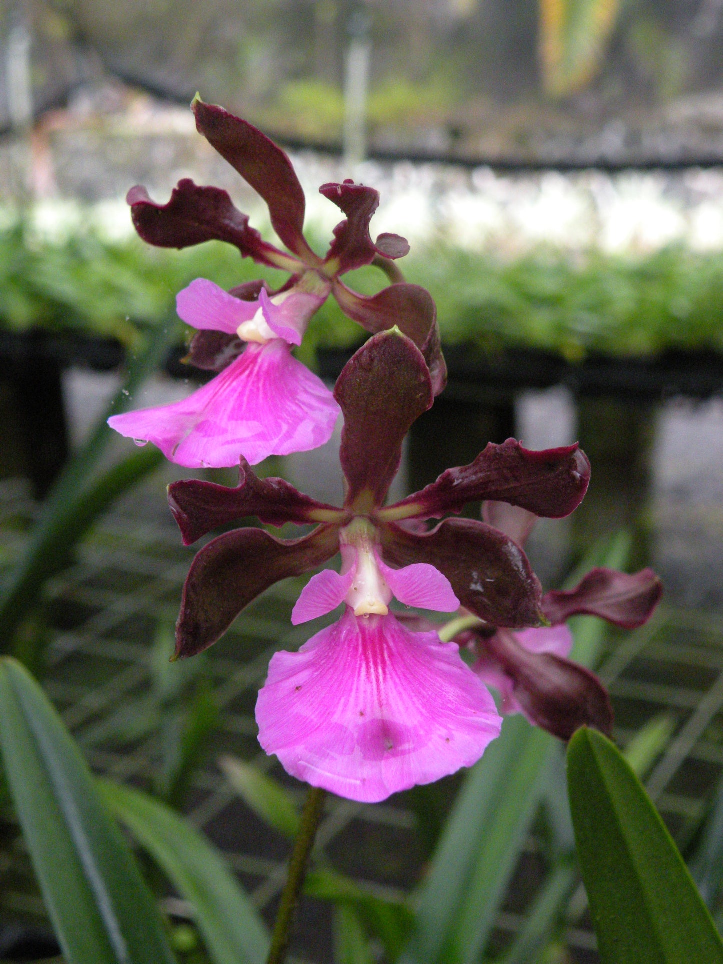 Encyclia Nursery Rhyme