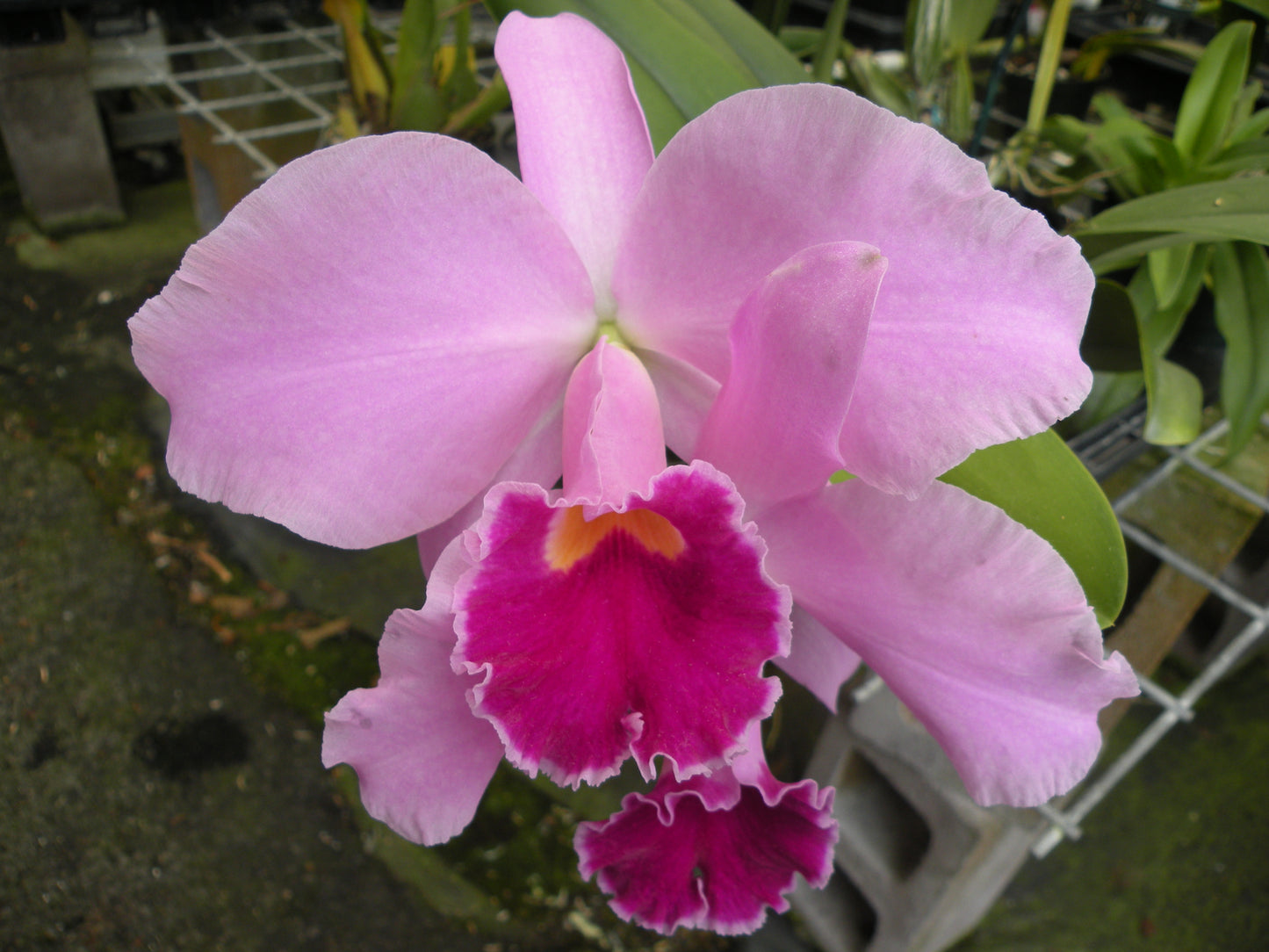Lc. Cornelia- Blooming Size