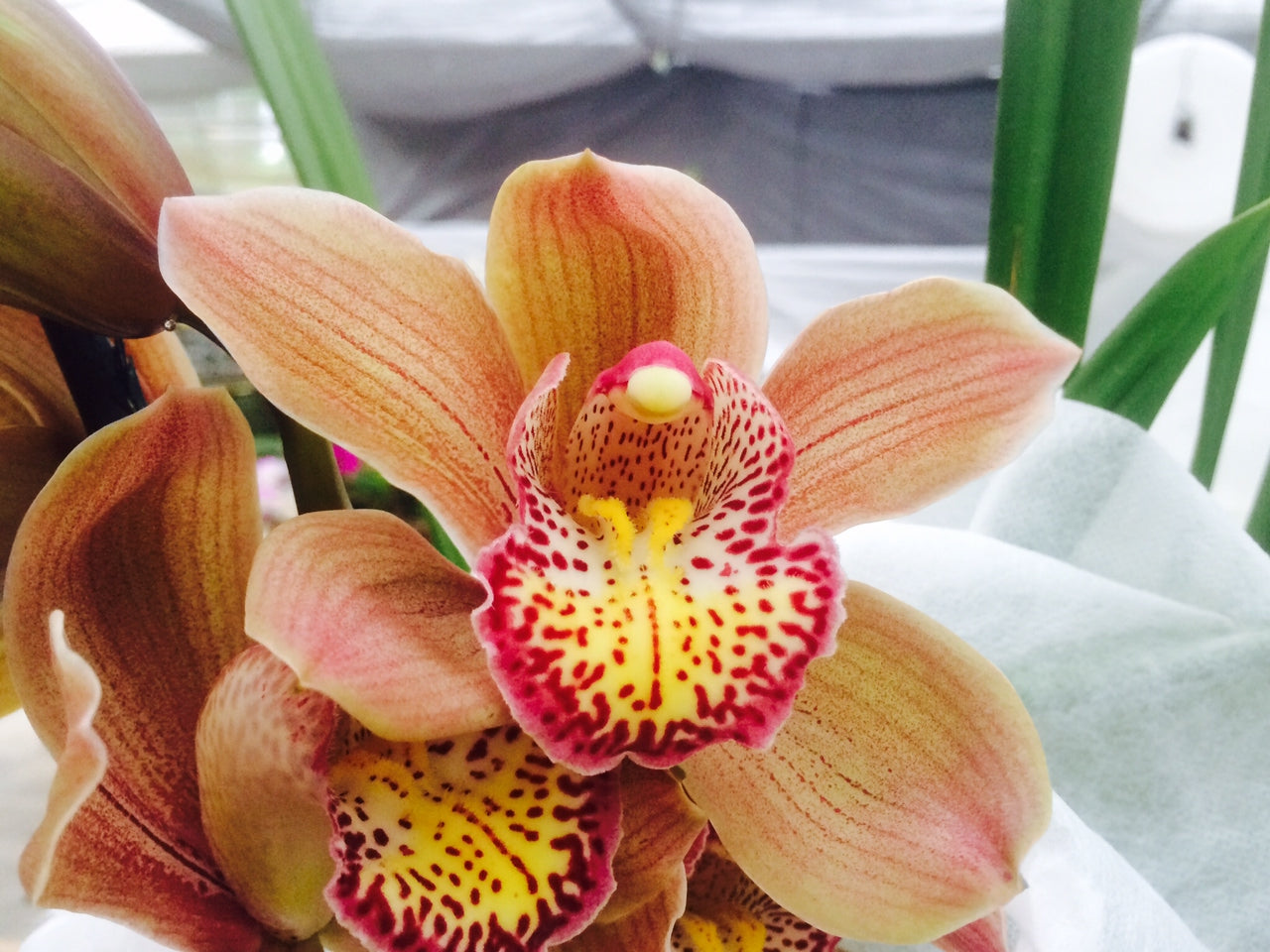 Premium Cymbidium
