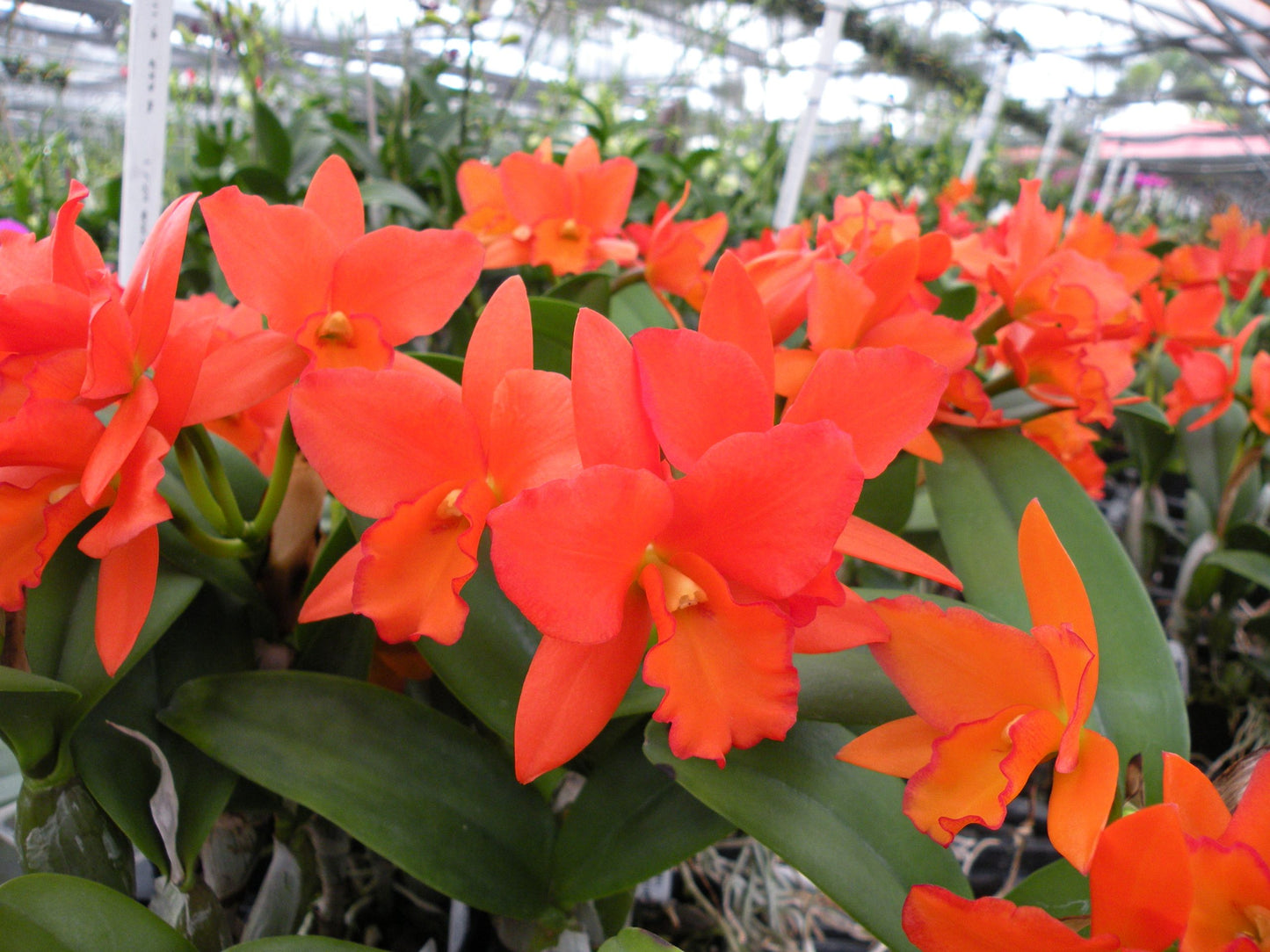 Blc. Dan O'Neil 'Jubilee' HCC/AOS- Blooming size