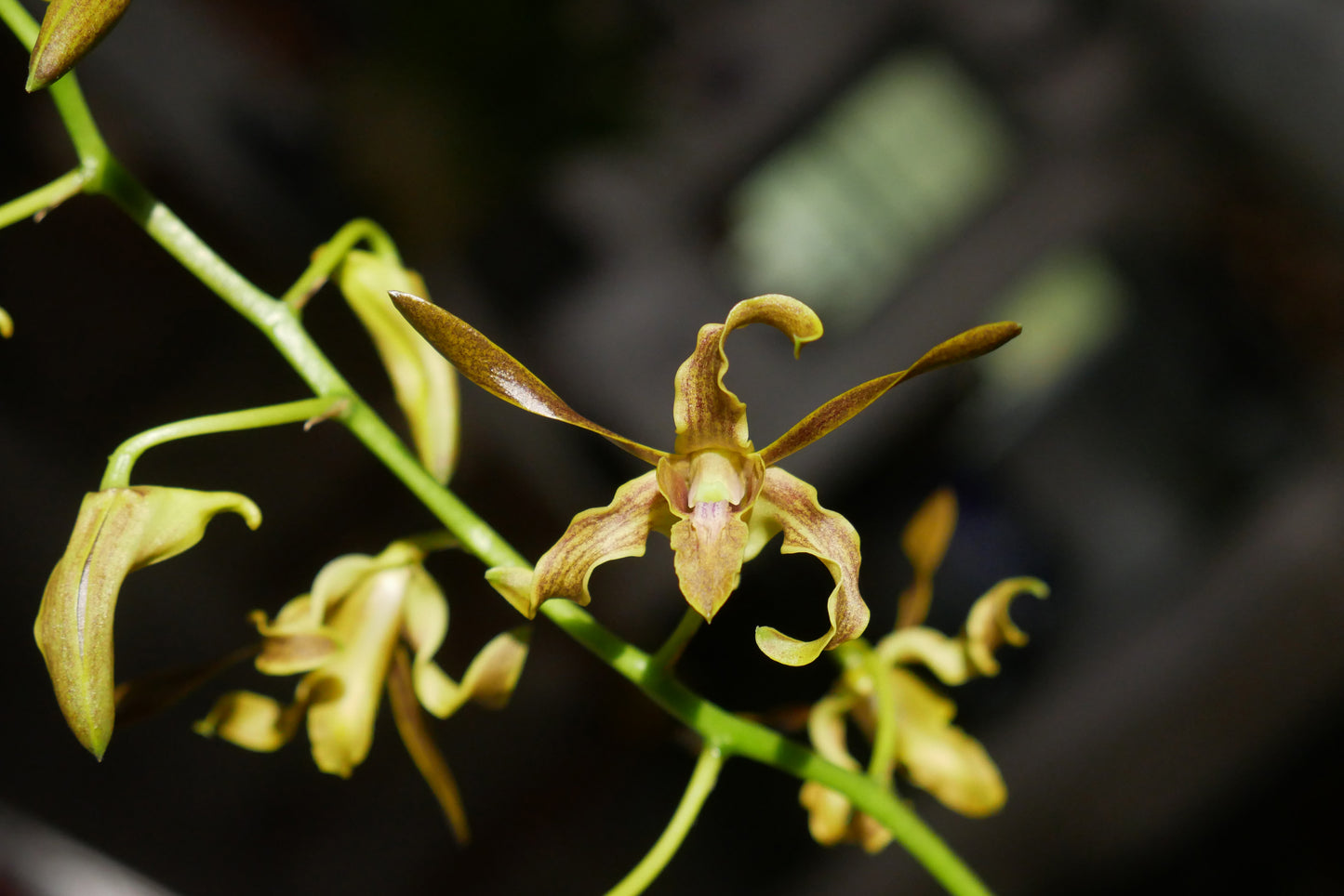 Den. Chocolate Antlers- Blooming Size