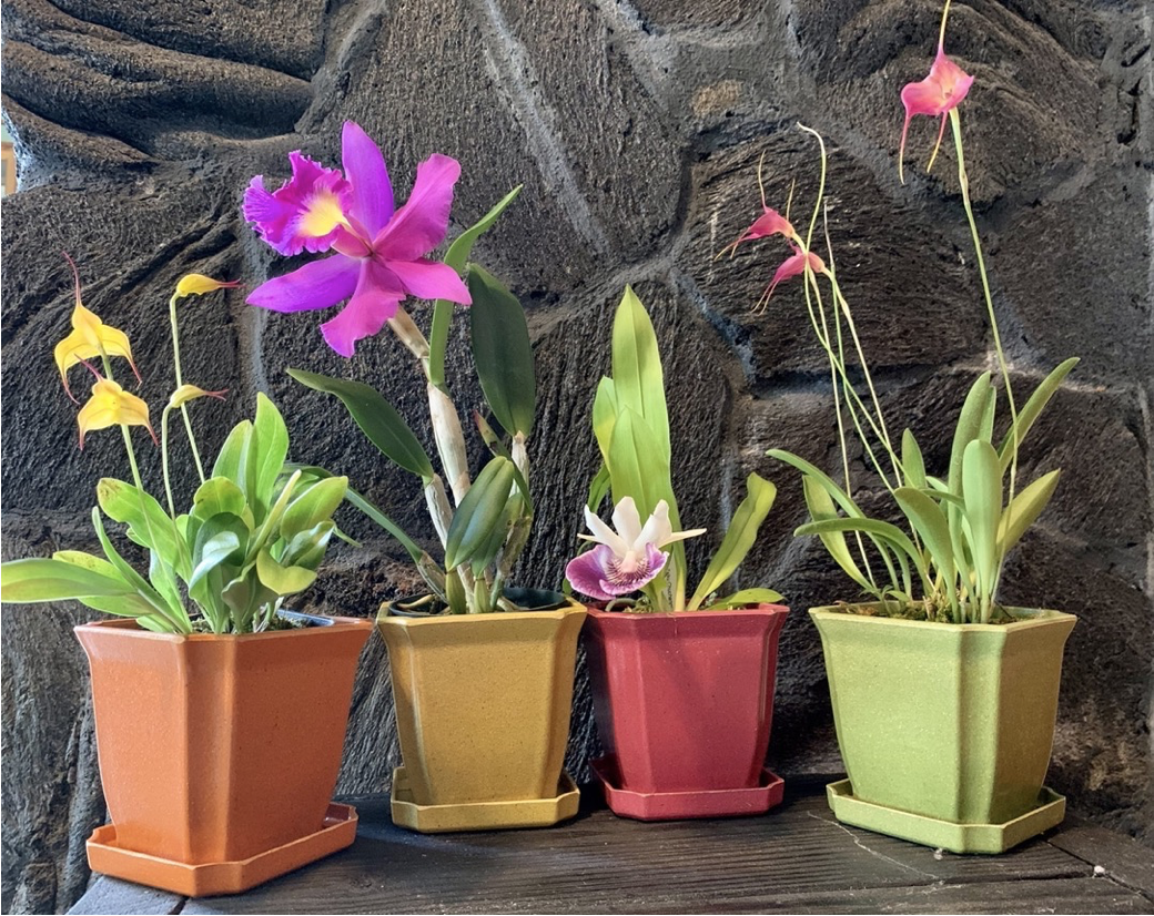 Eco Pots