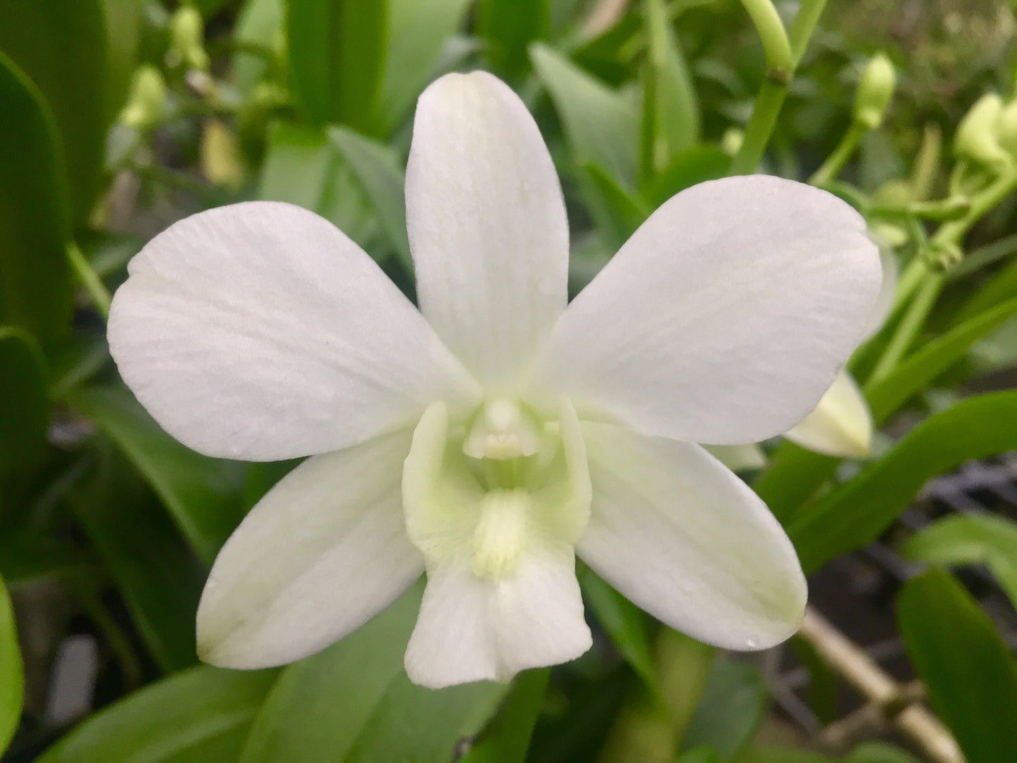Den. Emma White with Yellow Eco Pot