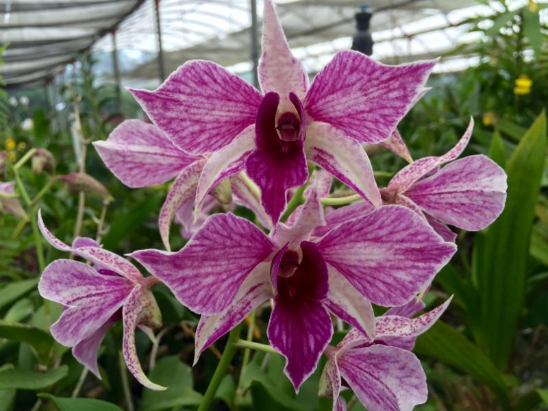 Den. Fire Wings with Pink Eco Pot