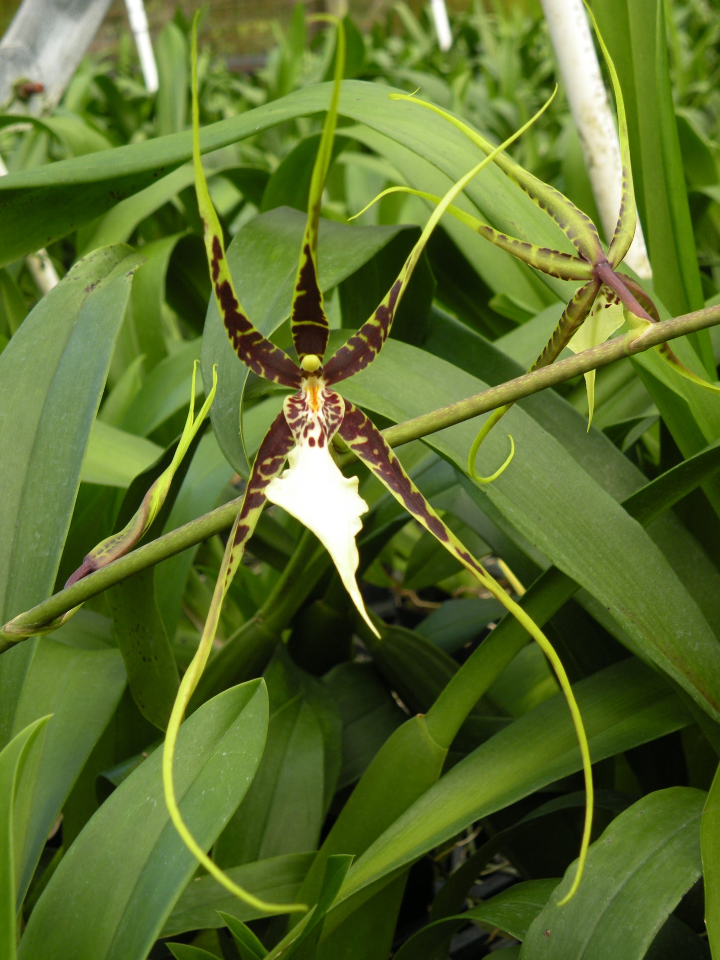 Brsdm. Fangtastic Bob Henley 'Kalapana'