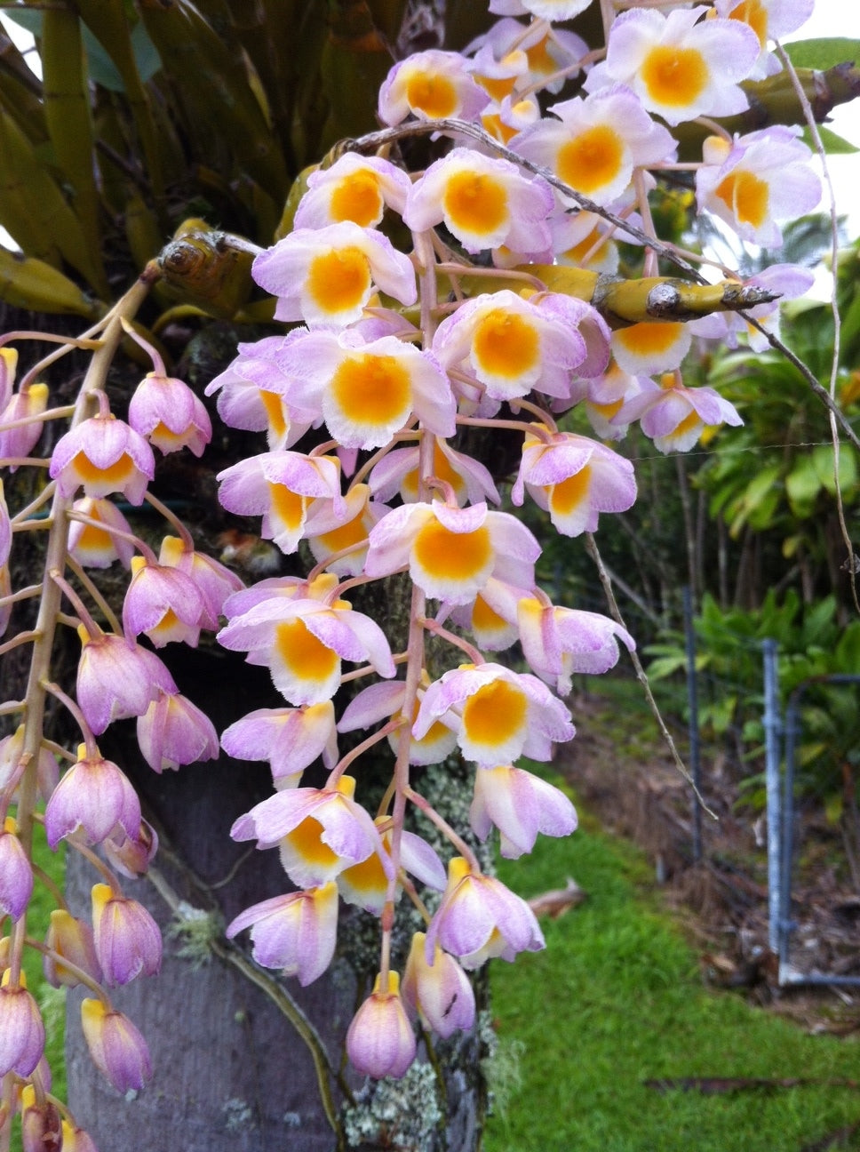 Den. farmeri