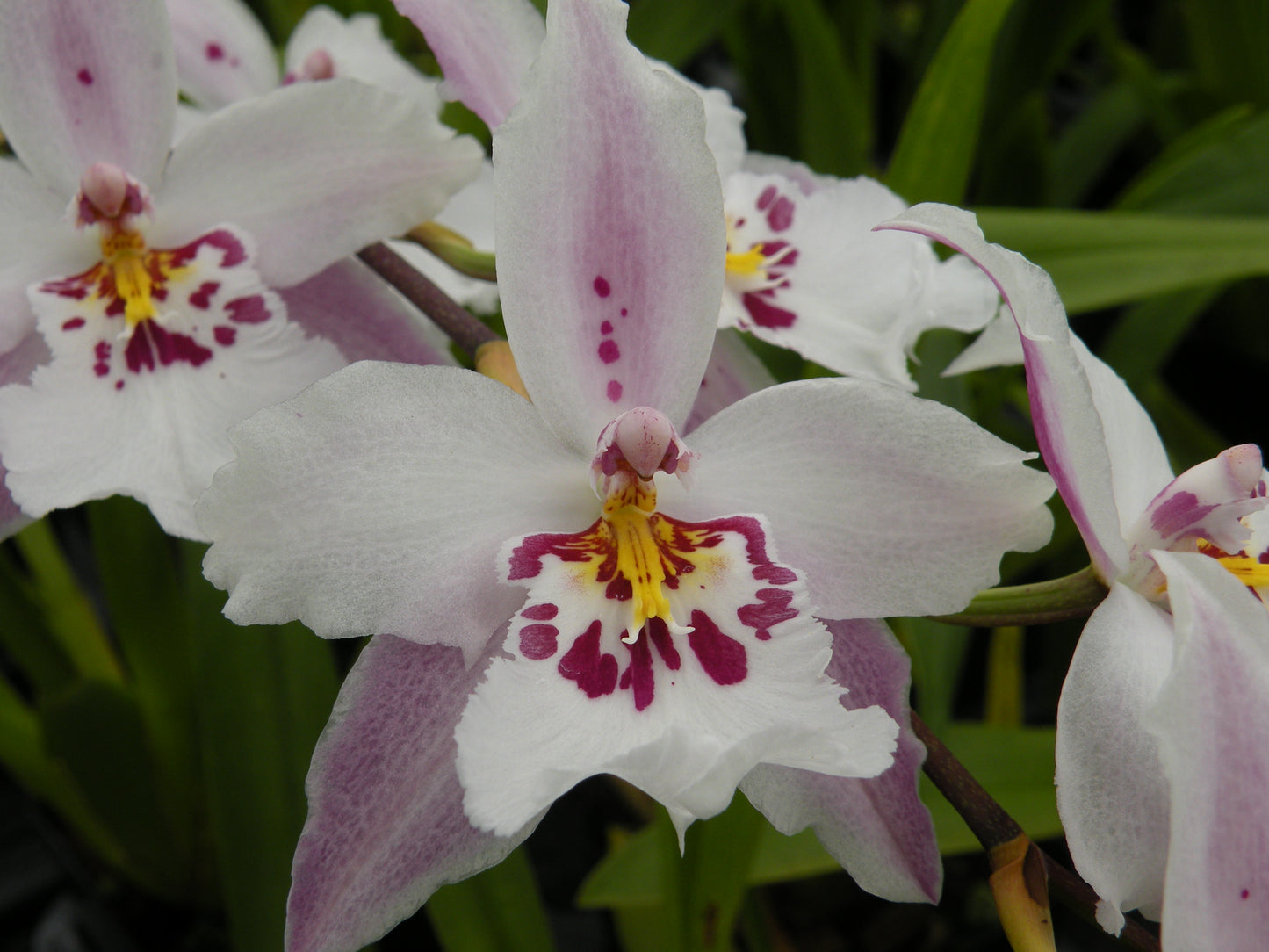 Vuyl. Fall In Love 'White Fairy' with Pink Eco-Pot (Retail Only)