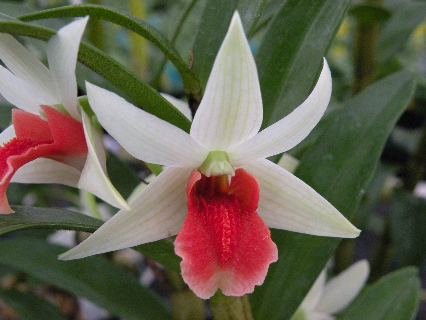 Den. Dawn Marie x Peng Seng- Blooming size