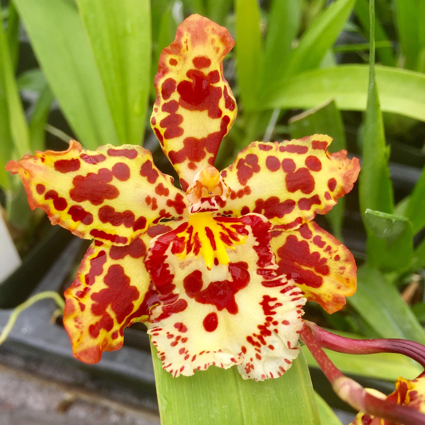 Wils. Eye Candy 'Penny Candy'