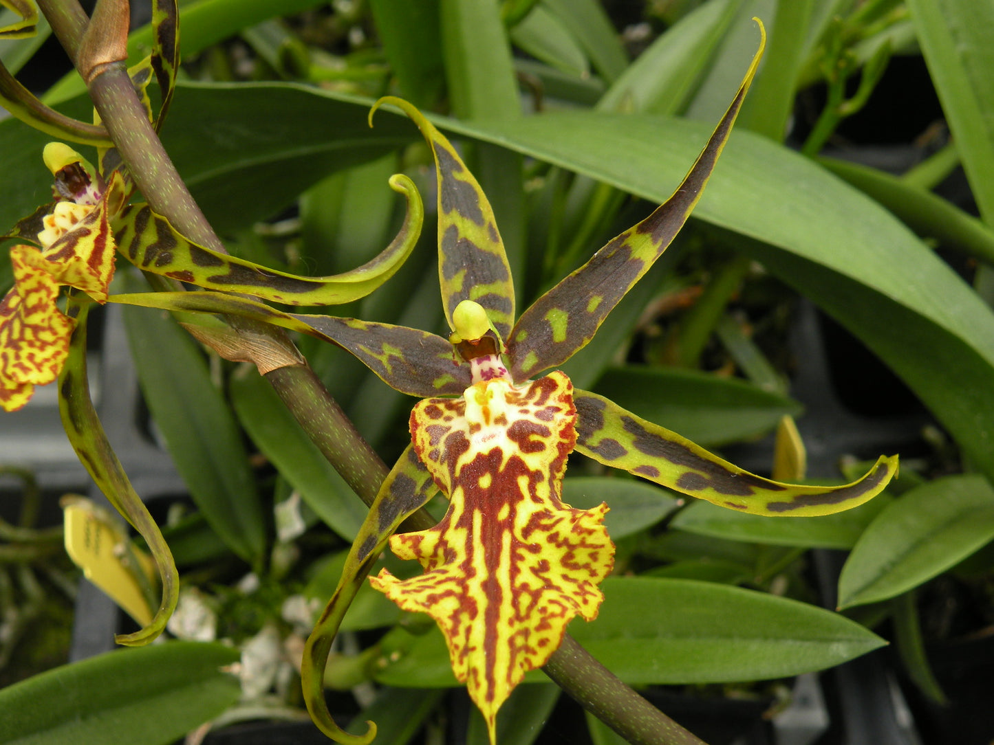 Banfieldara Gilded Tower- with Yellow Ecopot