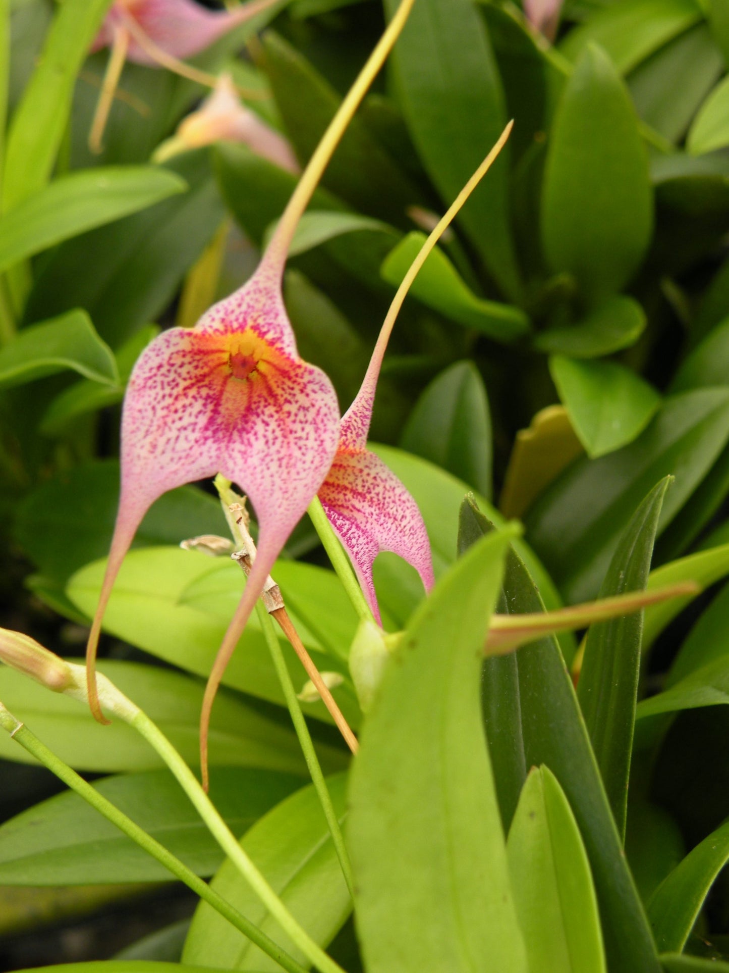 Masd. glandulosa 'Nemo'- Blooming Size