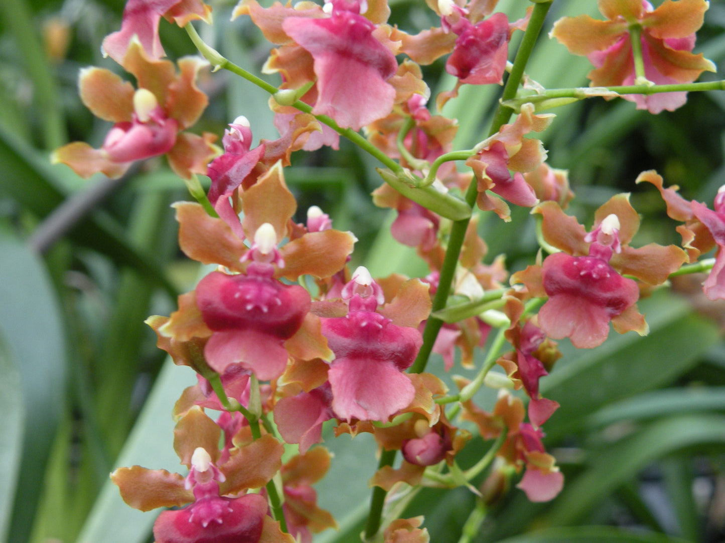 Onc. Pacific Sunset 'Hakalau'