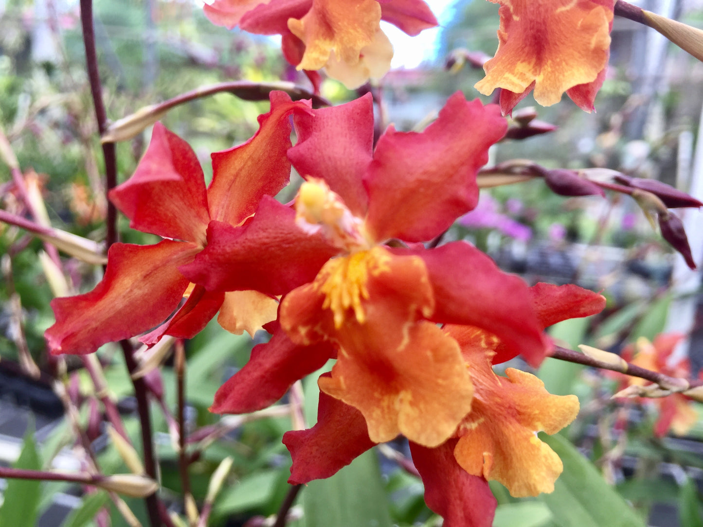 Wils. Aloha Sparks' Halloween' 2" pots