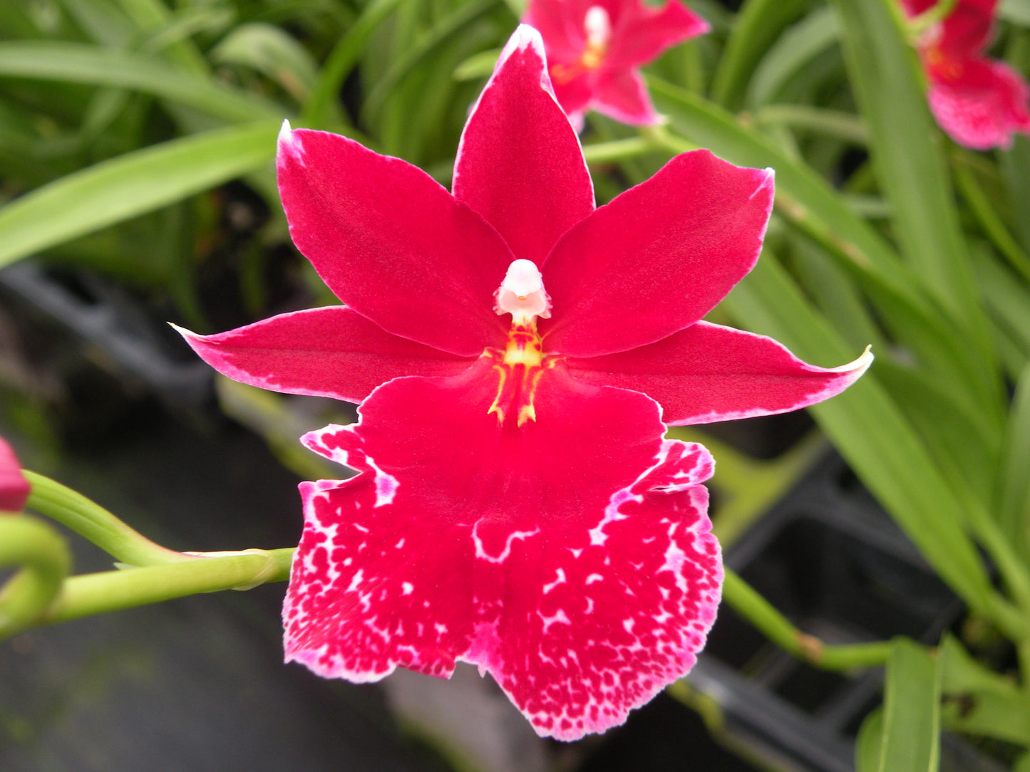 Vuyl. Home Spun Sprite 'Saphire Seduction'