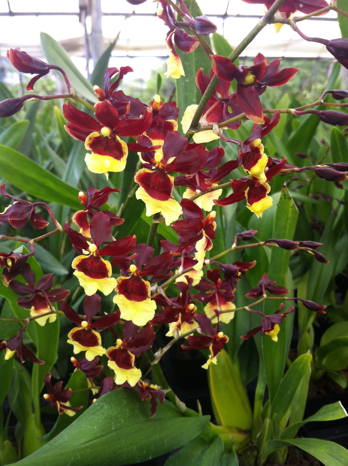 Oncda. Hula Halau 'Volcano Queen'-with a Red Eco Pot (Retail Only)