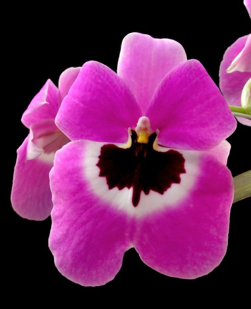 Mps. Boulivout 'THX 1138' with a Pink Eco-Pot (Retail Only)