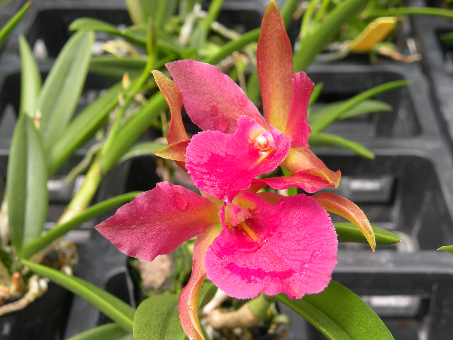 Stlma. Kelly Lea- Blooming size
