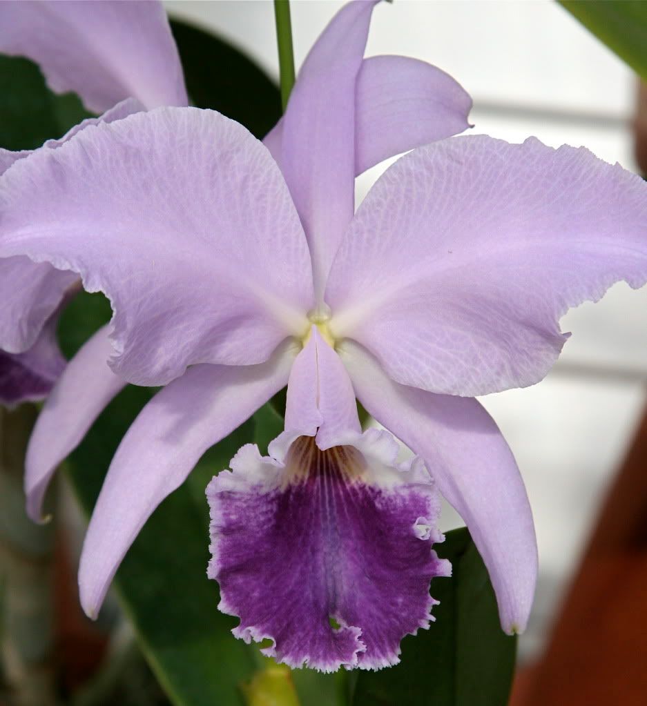 C. labiata var. coerulea- Blooming Size