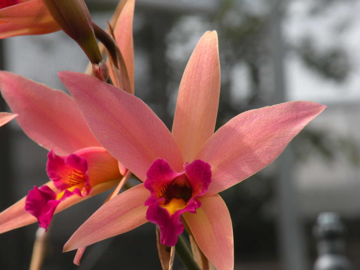 Lc. Santa Barbara 'Showtime' HCC/AOS- Blooming Size