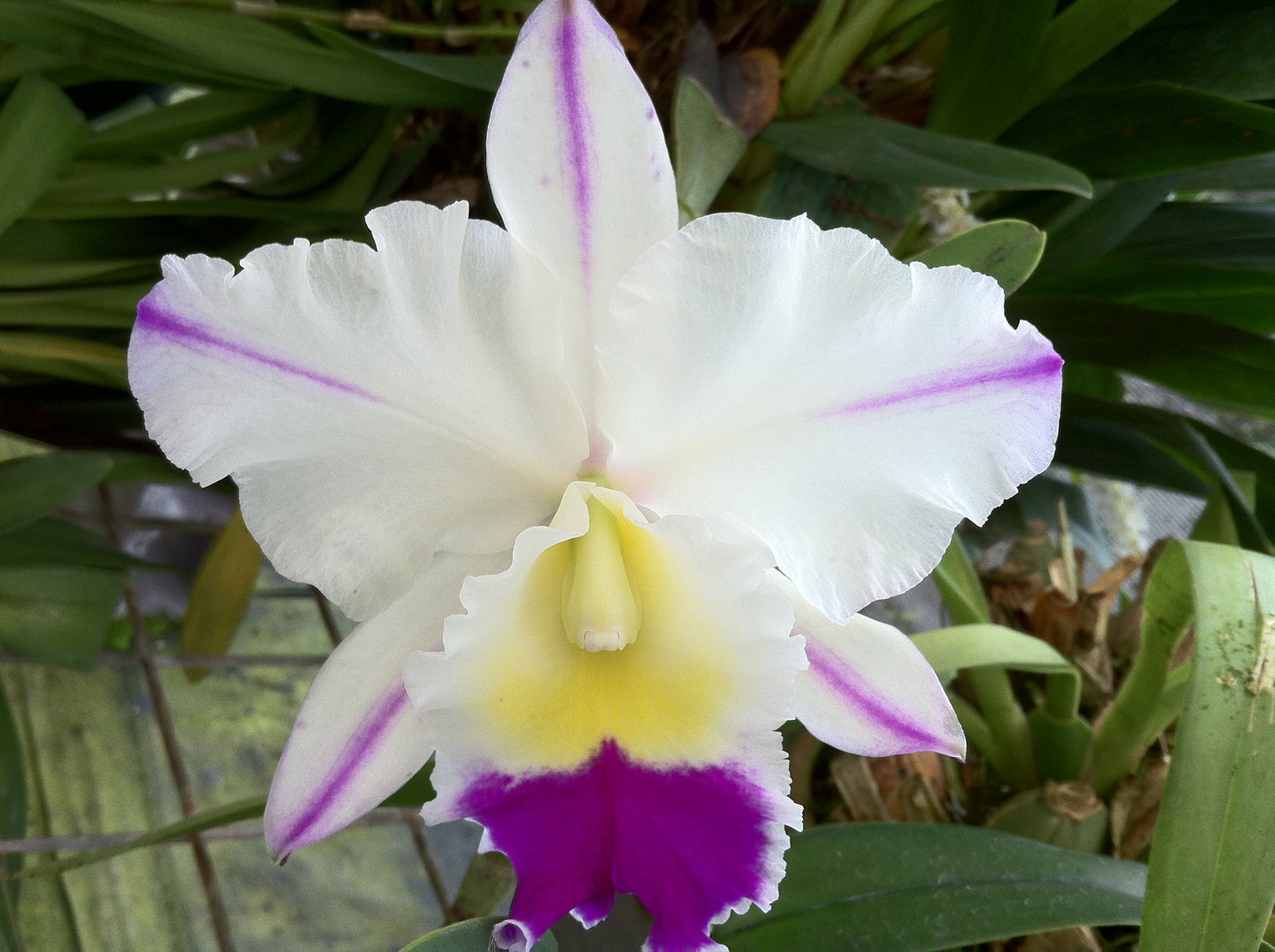 Rlc. Laura Bush 'First Lady'