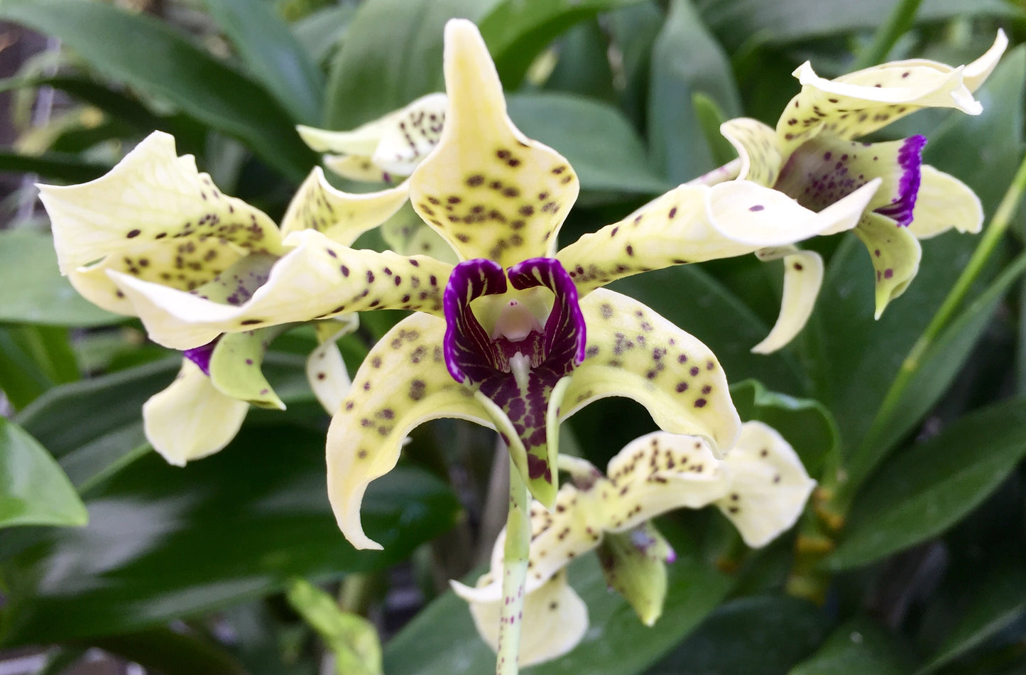 Dendrobium (Den.) atroviolaceum