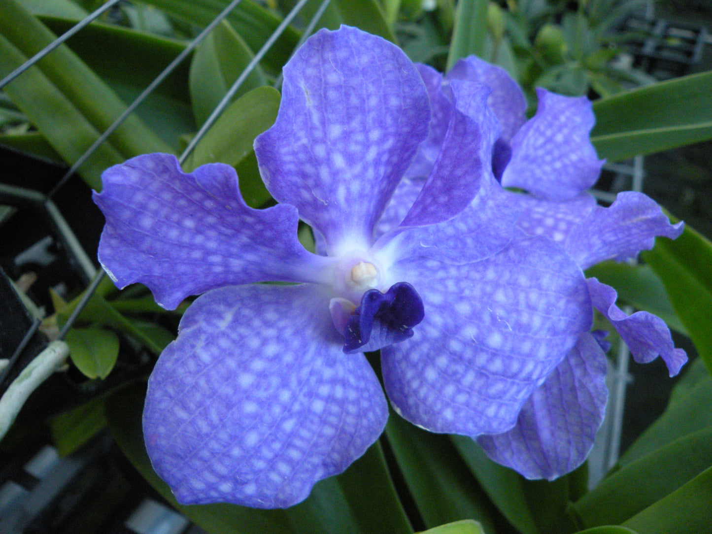 Vanda Manuvadee x coerulea