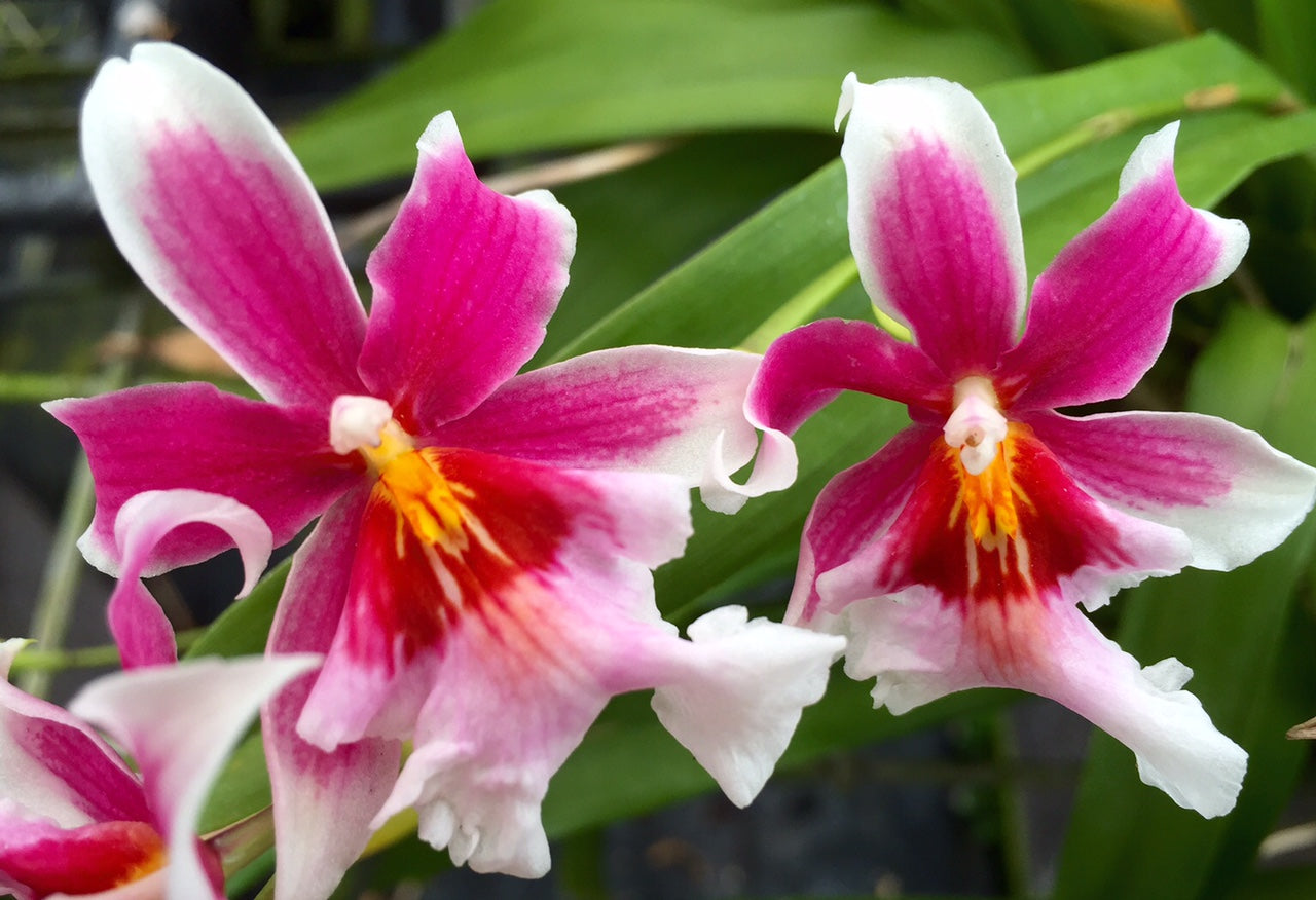 Mtda. Maui Charm 'Sakura'- Blooming Size