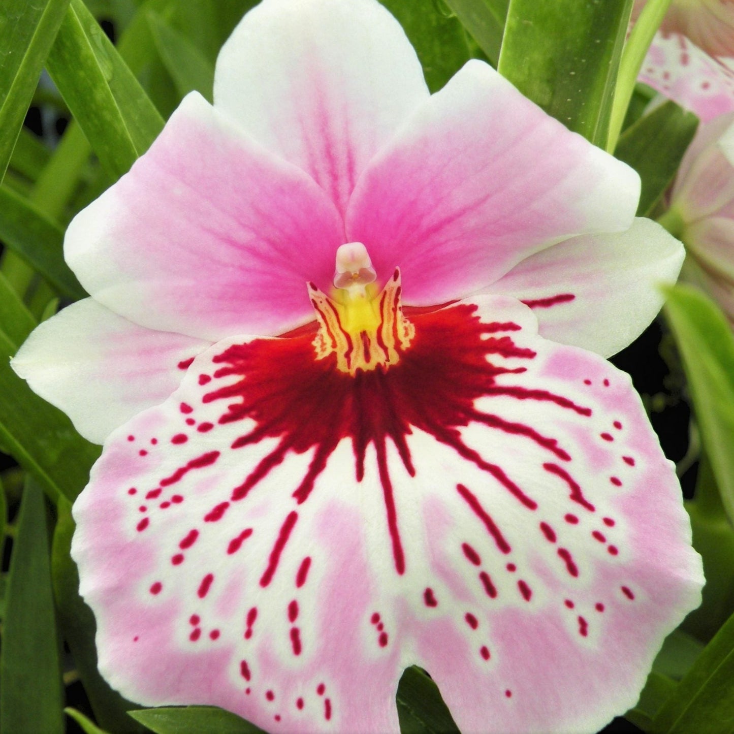 Mps. Maui Mist 'Golden Gate'