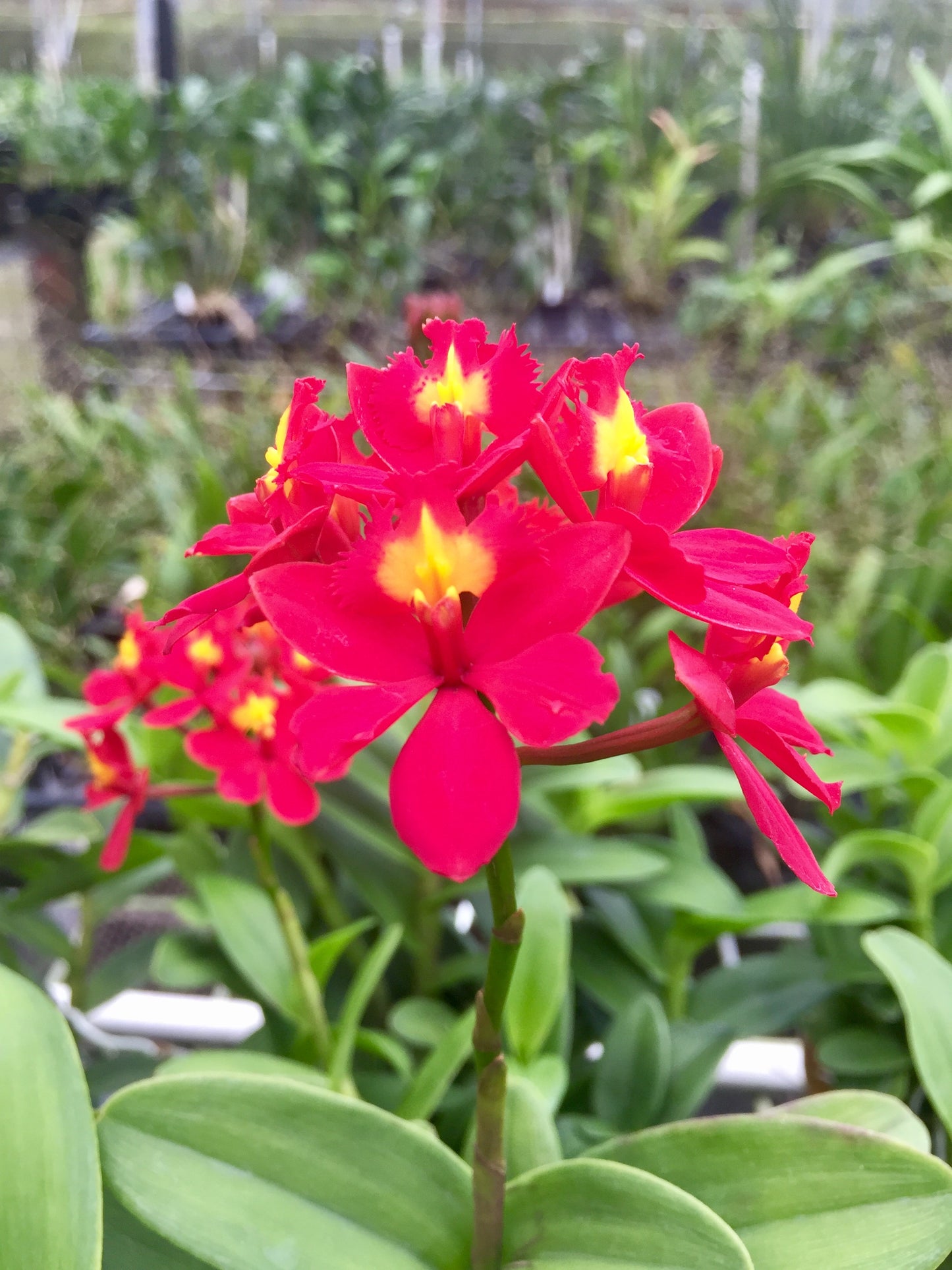 Epi. Max Valley- Blooming Size