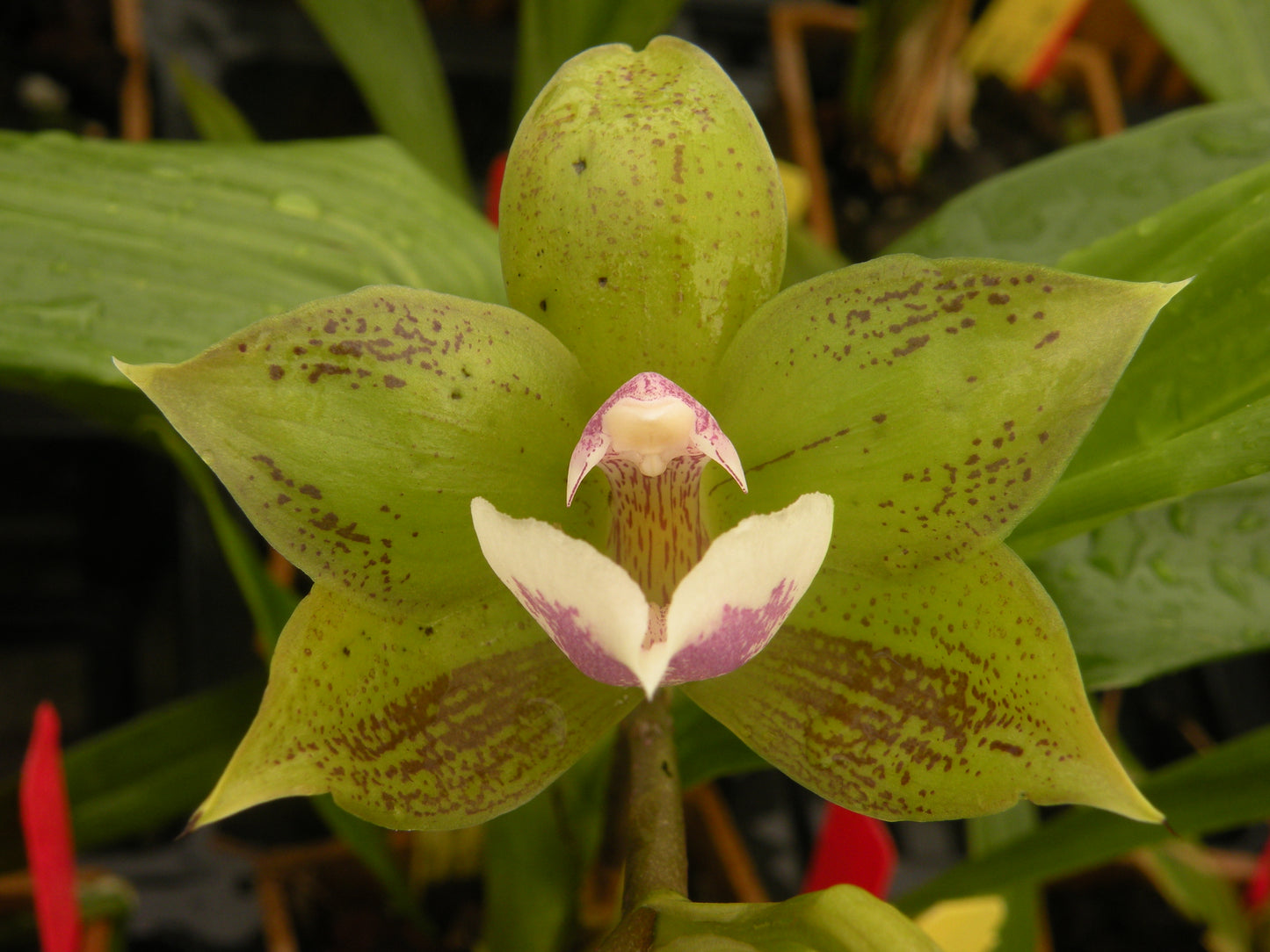 Ink. Cheyenne Marie 'Midori' - Blooming Size