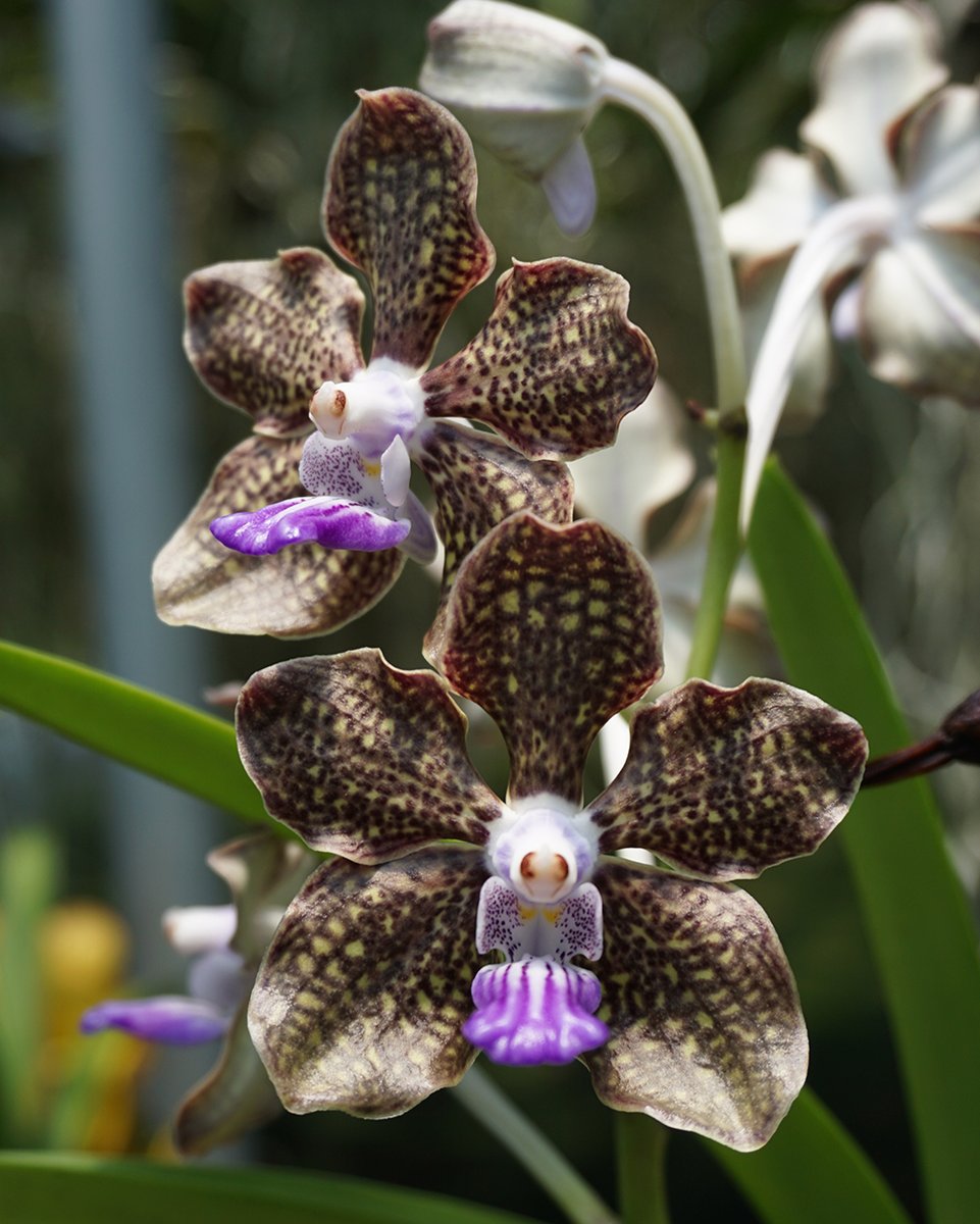 Vanda Mimi Palmer- Non Bloom plants
