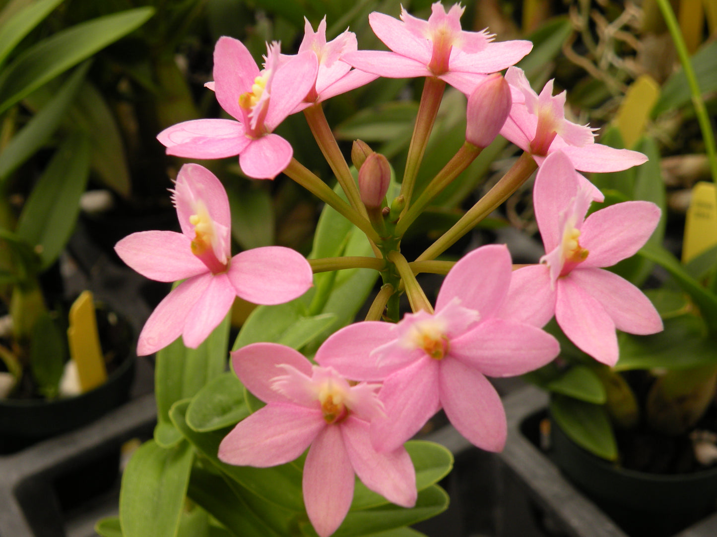 Epi. Miura Valley with Pink Eco Pot for Retail Orders