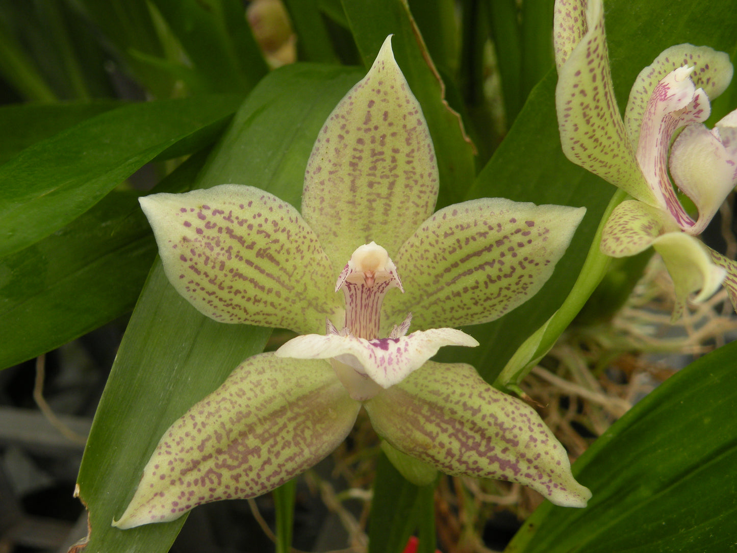 Ink. Cheyenne Marie 'Mojito' with Green Ecopot (Retail)