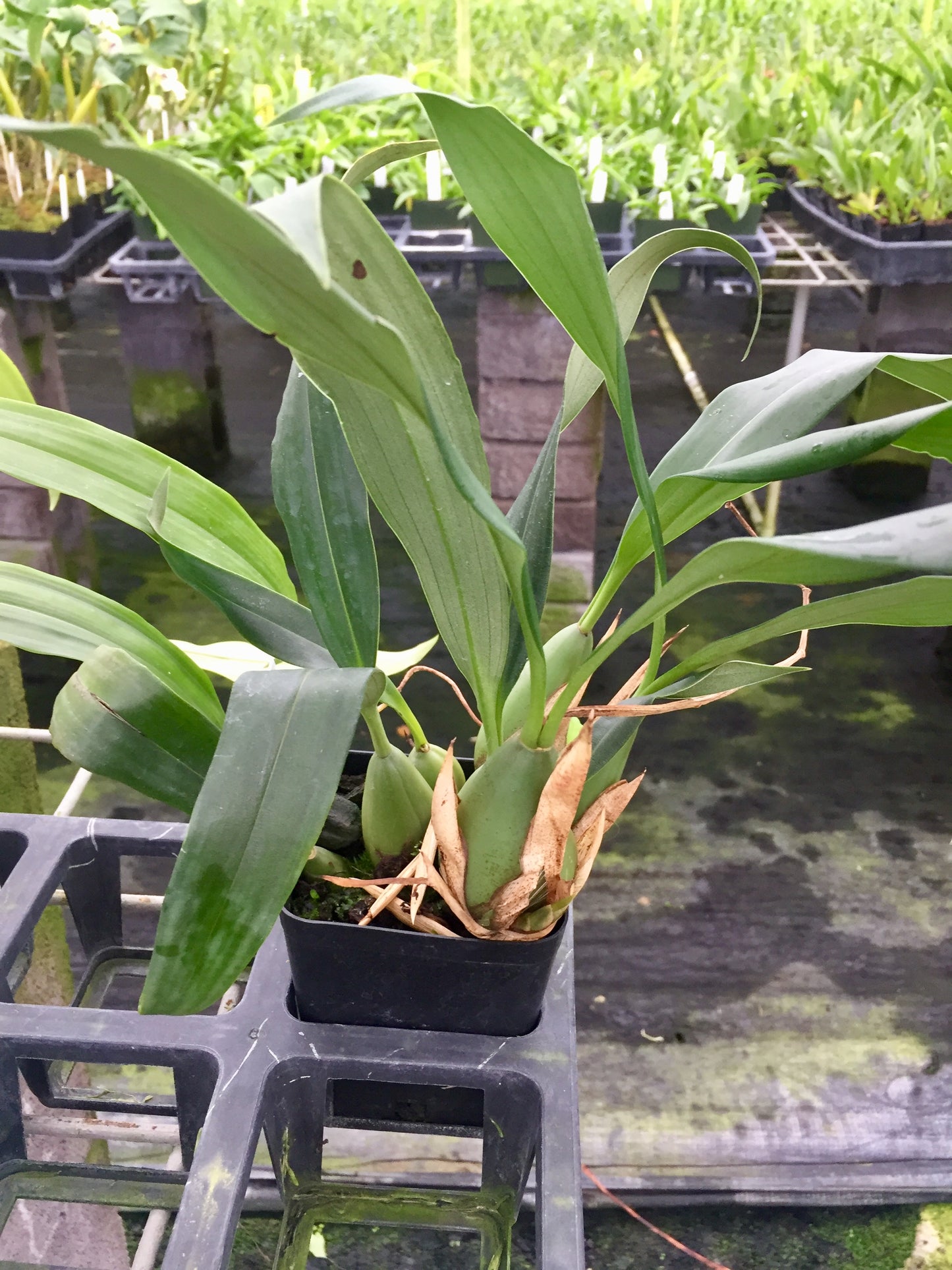 Coel. mossiae 'Mendenhall'