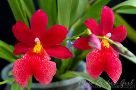 Burr. Nelly Isler 'Swiss Beauty' with a Red Eco-pot
