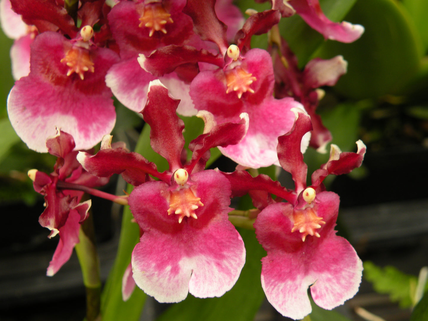 Onc. Nia Rose 'Sweet Sixteen' (with a red Eco-Pot-Retail only)