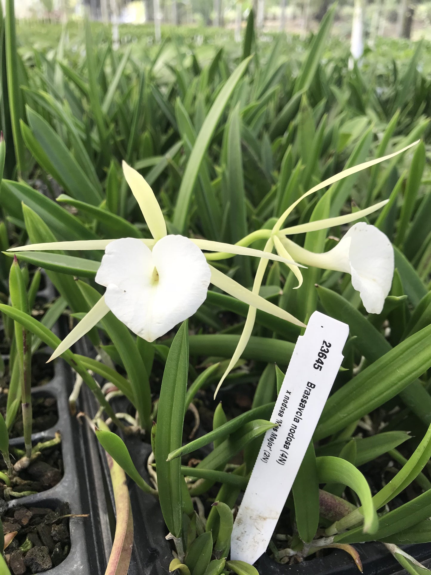 B. nodosa w/ Green Ecopot-*Limited availabilty