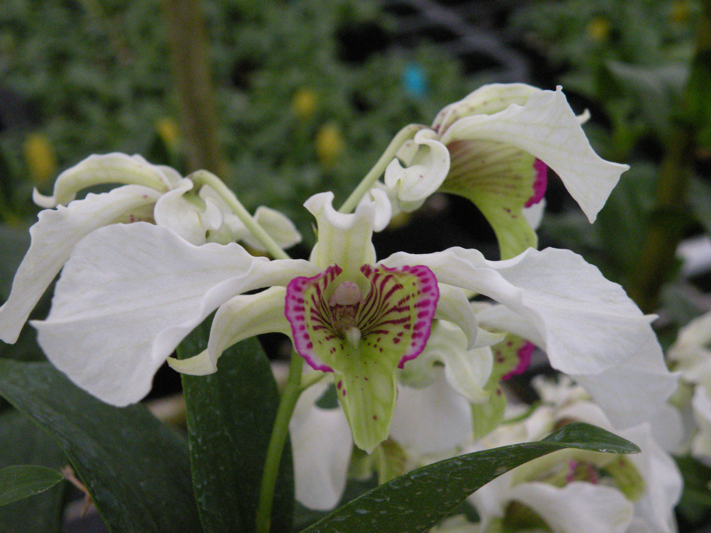 D. Nora Tokunaga with Green Eco-Pot