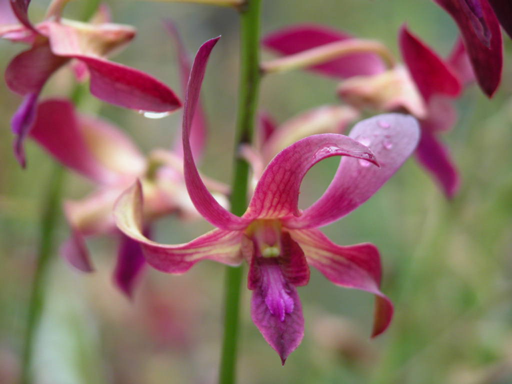 Den . Norma Jackson x lasianthera- Blooming Size
