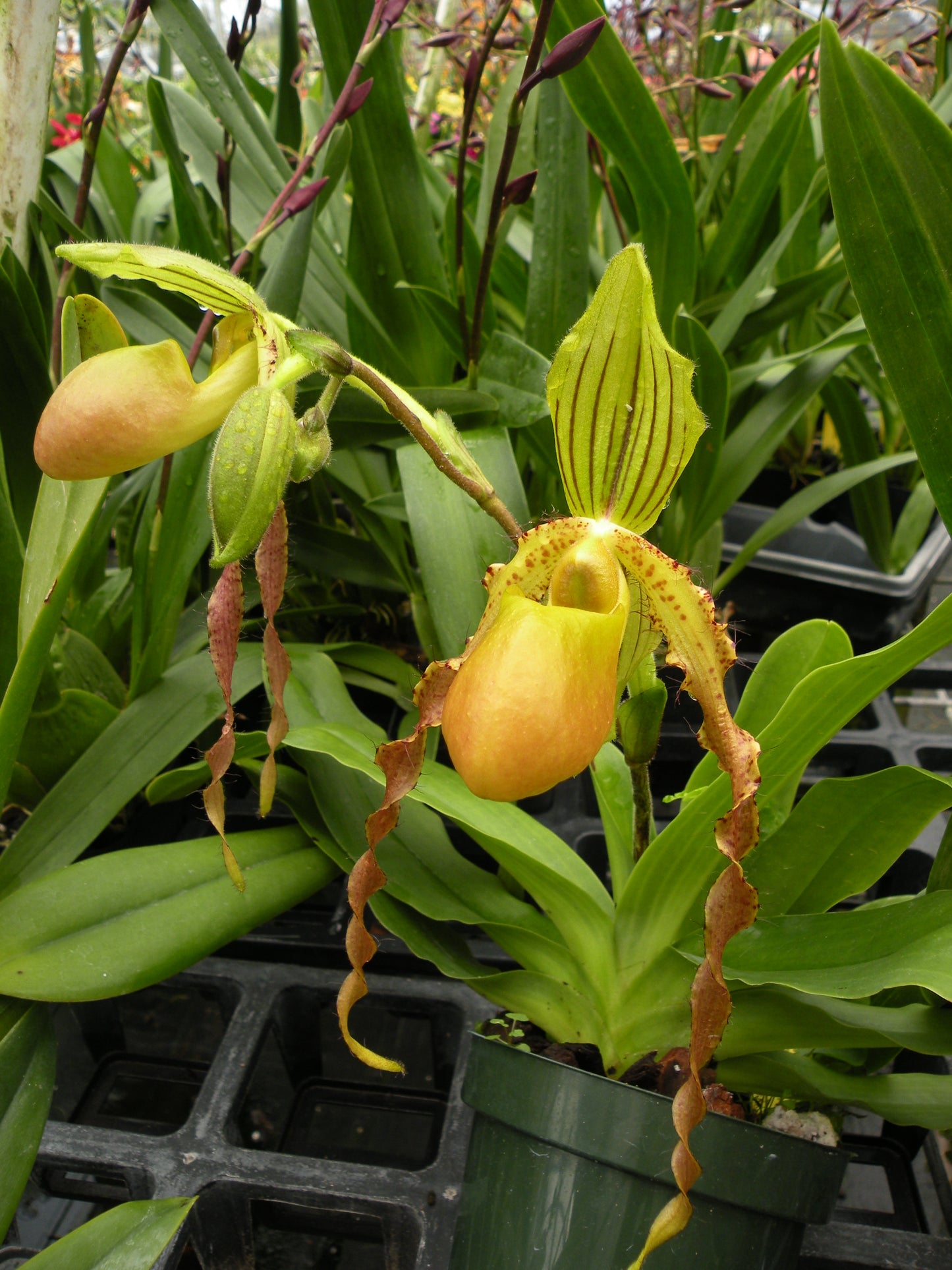 Paph. Oberhausen Diamant