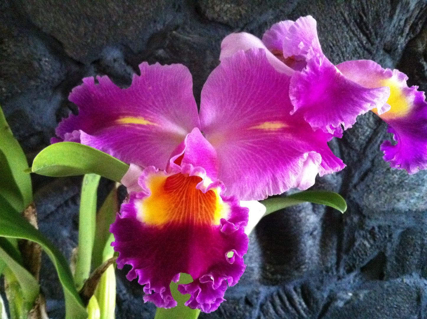 Blc. Oprah Winfrey- Non Bloom