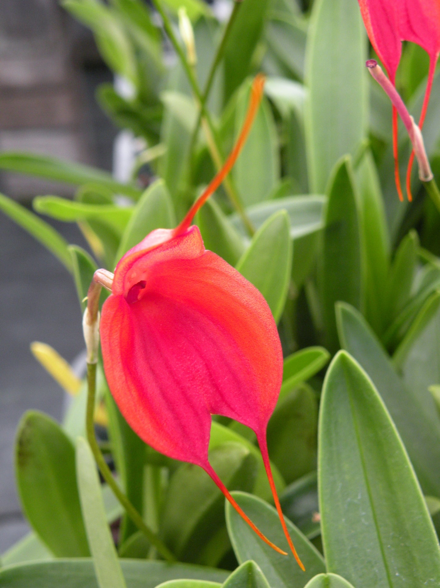 Masd. Marguerite