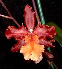 Wils. Pacific Perspective 'Pacific Heat'